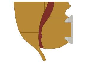 Anterior.jpg