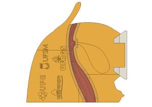 Posterior.jpg
