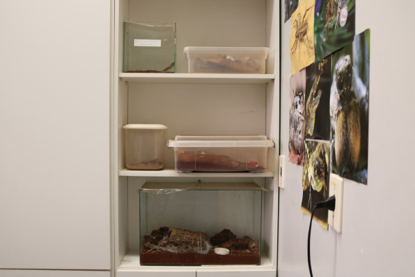Terrário2.JPG